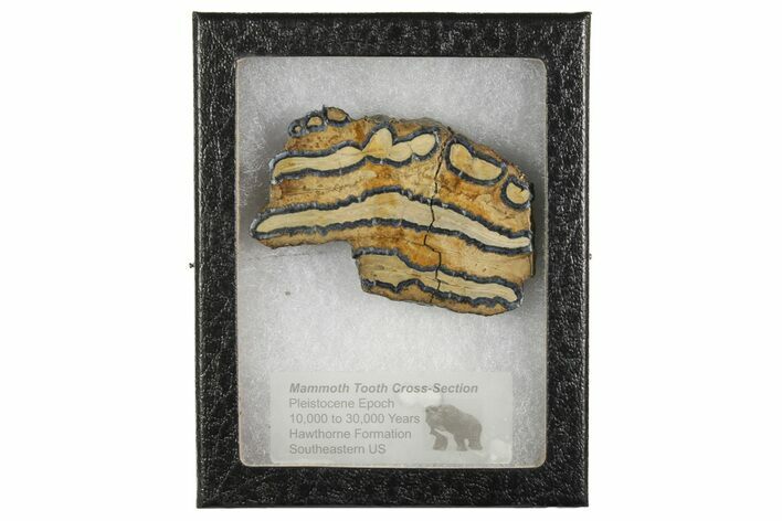 Mammoth Molar Slice with Case - South Carolina #165141